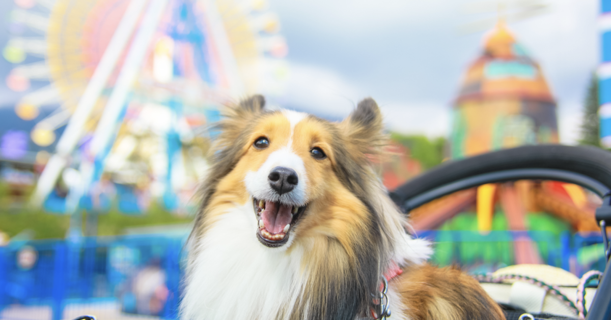 犬種別優待dayを利用してワンちゃんと一緒に那須ハイランドパークを満喫しよう 那須を楽しむ 那須ガーデンアウトレット