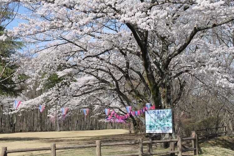 那須の「桜」お花見スポット