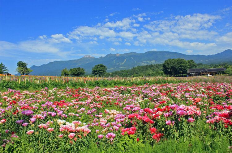 絵画のような美しい景色！「那須フラワーワールド」でお花を見に行こう！