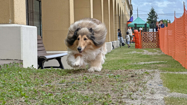 春の思い出づくりは愛犬と那須ガーデンアウトレットで!ペットイベント情報