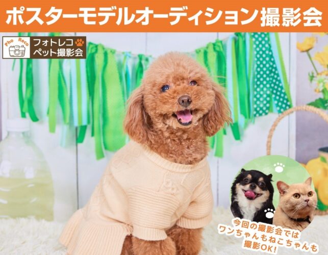 フォトコレ🐾ペット撮影会