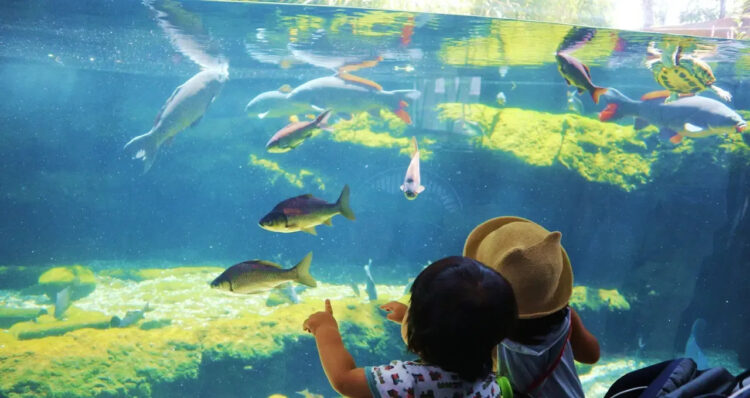 この夏は、開園25周年「栃木県なかがわ水遊園」で水族館＆アートを楽しもう！